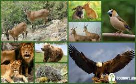 Հայաստանի բուսական և կենդանական աշխարհը — Բարի գալուստ Լառա Պետրոսյանի  մեդիամիջավայր